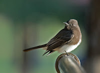 Black Phoebe