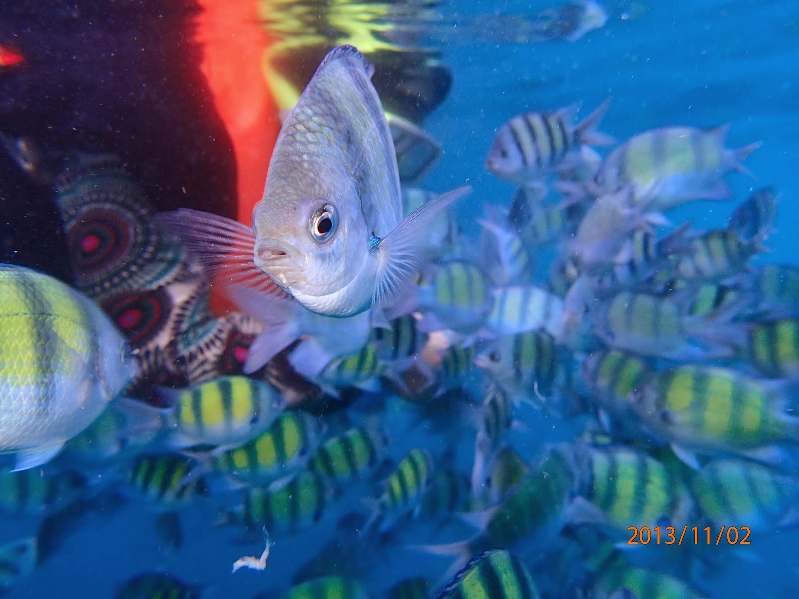 Mahabbah Qaseh: Sambungan : Krabi Snorkeling