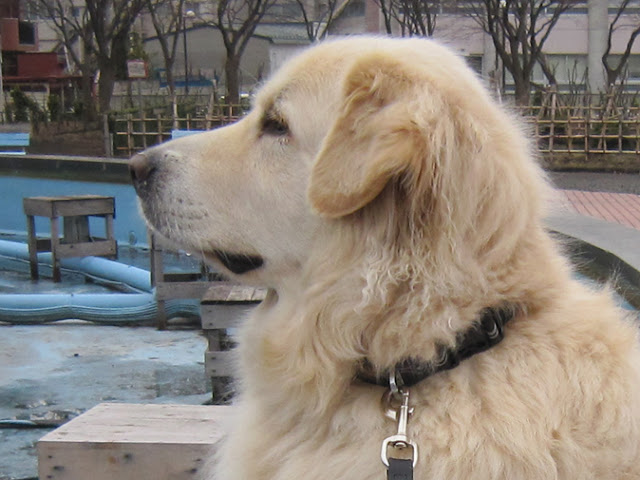 観察している犬の横顔