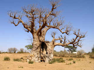 Pohon Baobab Tampak Seperti Pohon Terbalik Gosip Gambar