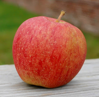 Large, shapely orange apple