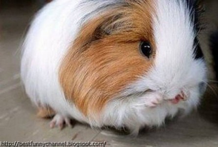 Fluffy Guinea pig .  