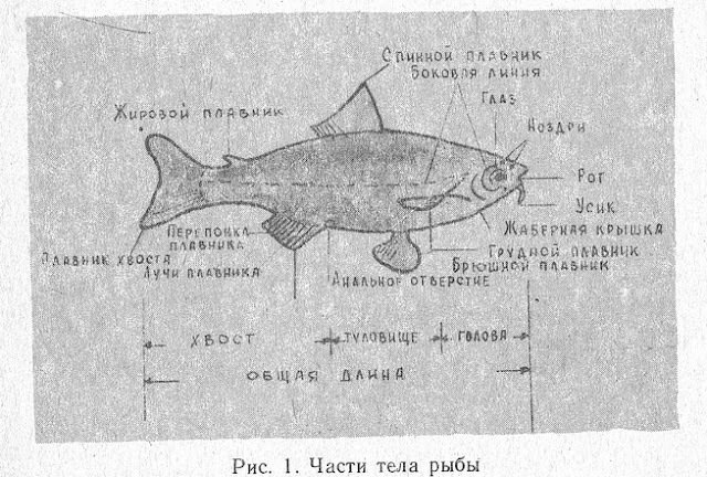 Строение тела рыбы и ее внутренних органов