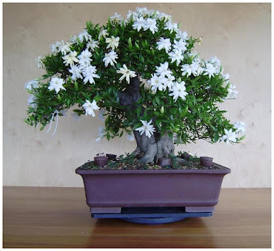 Gambar Bonsai Kaca Piring