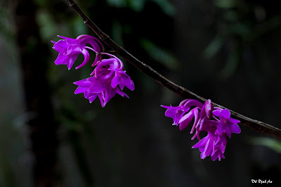 Dendrobium intricatum care and culture