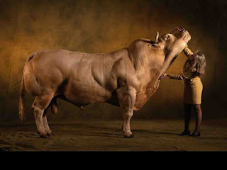 Monster Cows picture
