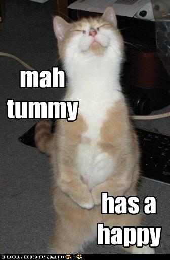 funny-pictures-cat-has-happy-tummy.jpg