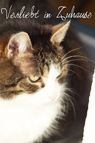 Katzenfotografie -Bild vor Bearbeitung