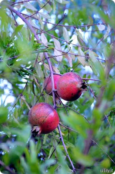 Pomegranate