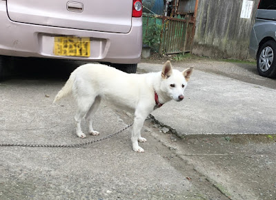 犬鳴温泉センターのワンちゃん