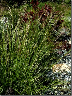 Deschampsia, a parent of thousands
