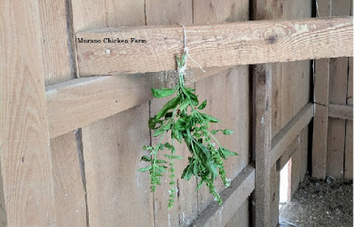 fresh herbs repelling flies in a chicken coop