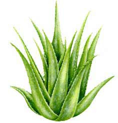 6footlonghair The Wonderful Benefits Of Aloe Vera For Hair
