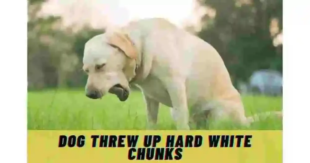 Dog Threw Up Hard White Chunks