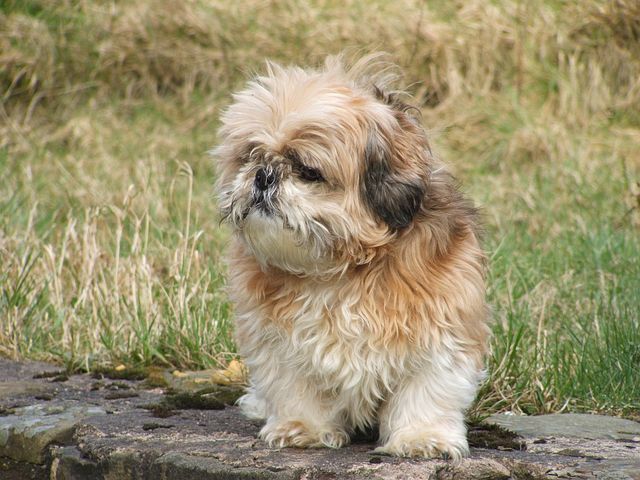 bearded-dog-breeds