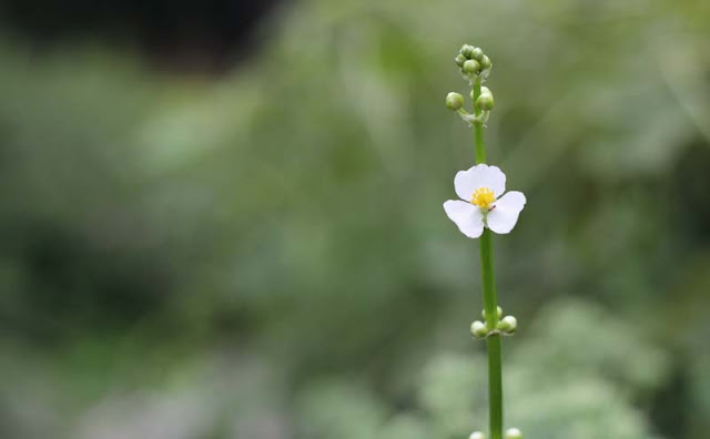 Broadleaf Arrowhead Flowers Pictures