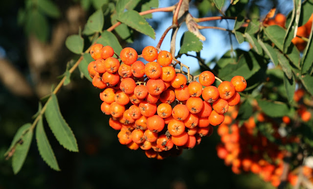 Рябина американская (Sorbus americana)