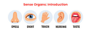 Five Sense Organs
