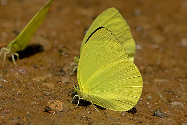 Gandaca harina the Tree Yellow butterfly