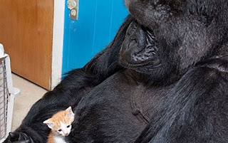gorilla dan kucing