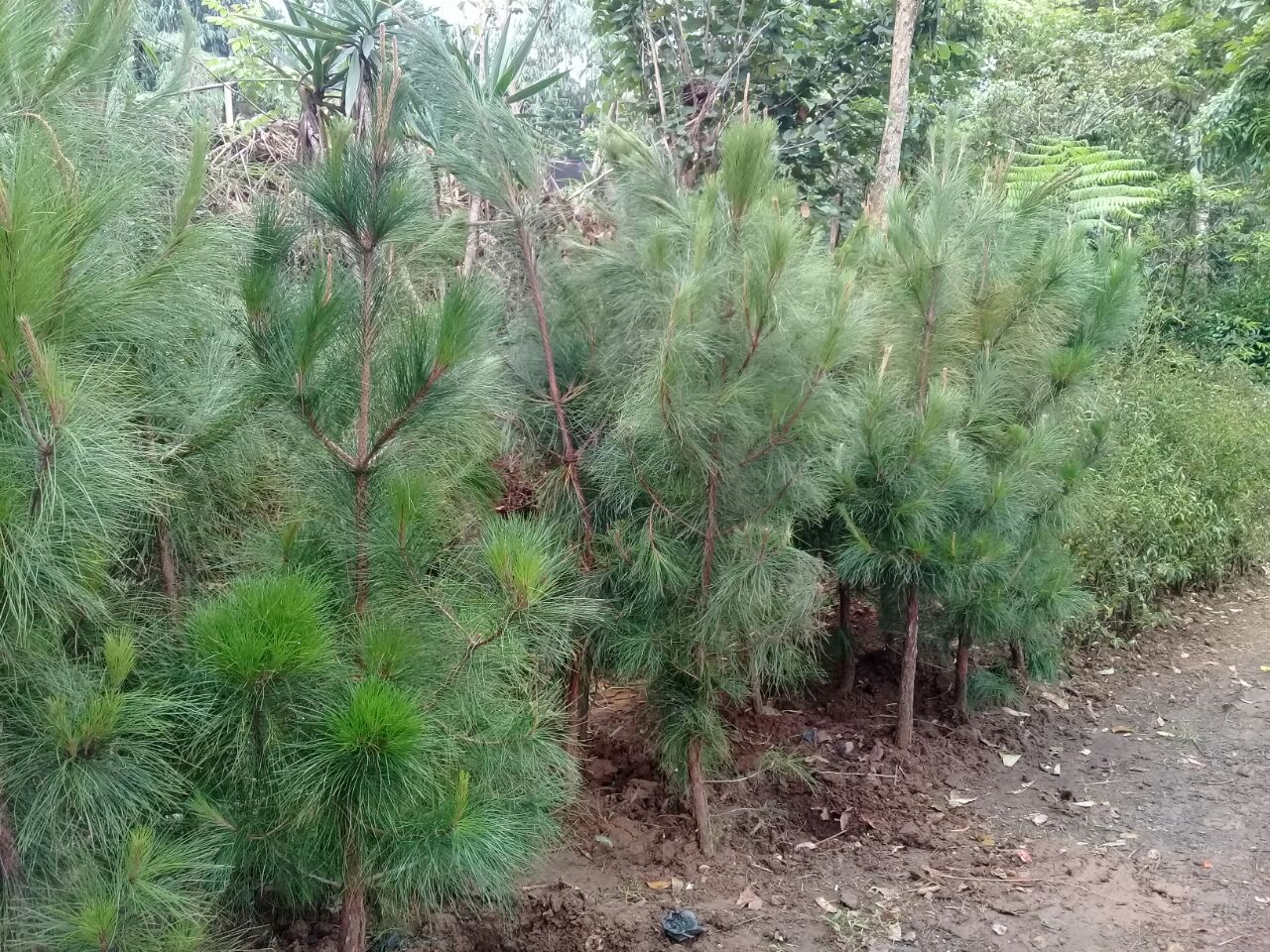 Jual Pohon  Cemara Pinus  Tukang Taman Serpong TLP 