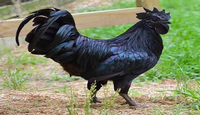 Inilah Alasan  Kenapa Ayam  Cemani Bisa Di Hargai Sampai 