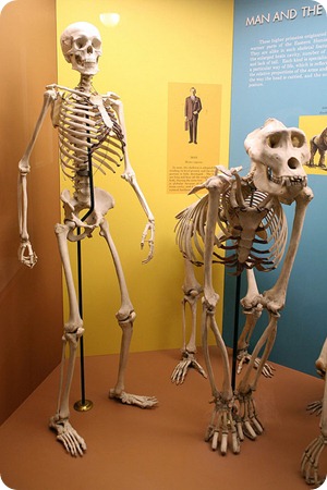 homo sapiens