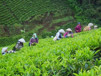 kebun teh di majalengka