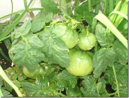 OUR BOAT GARDEN 001