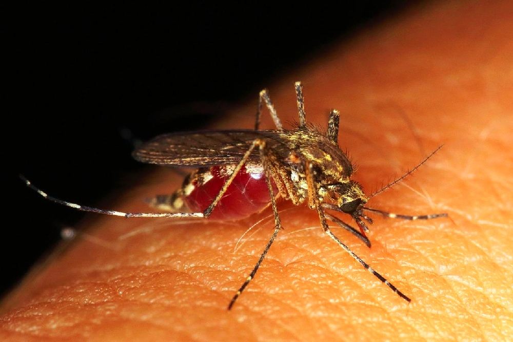 Los virus como del dengue o el Zica nos hacen más apetitosos para los mosquitos a la hora de alimentarse