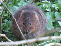 Water Vole