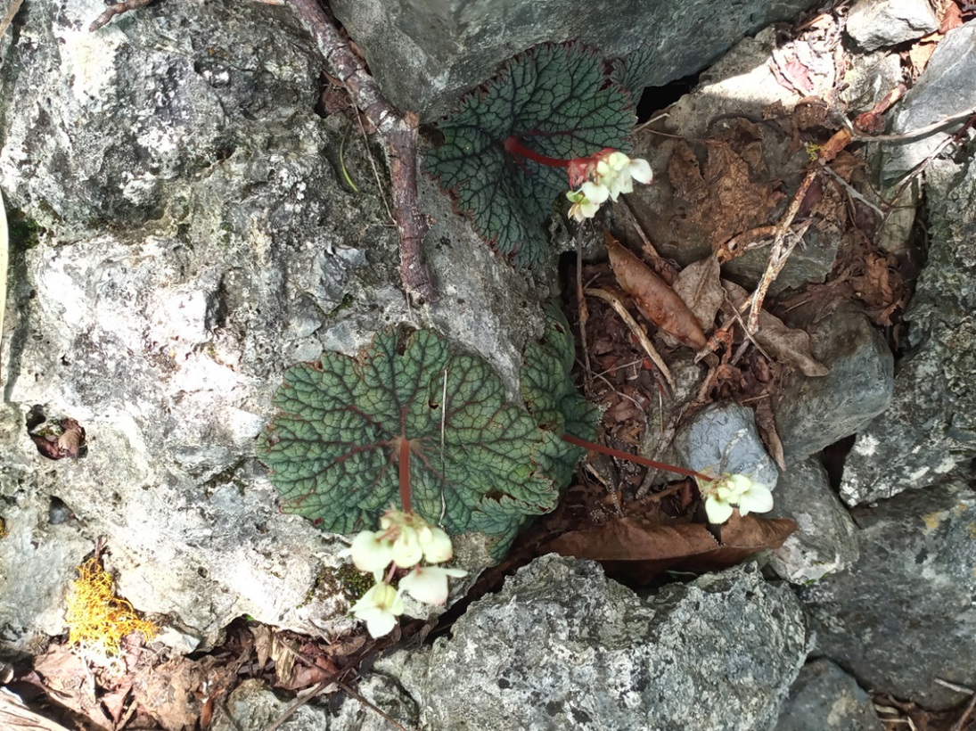 Species New to Science: [Botany • 2022] Begonia ostulensis (Begoniaceae,  sect. Knesebeckia) • A New Species from Michoacán, Mexico