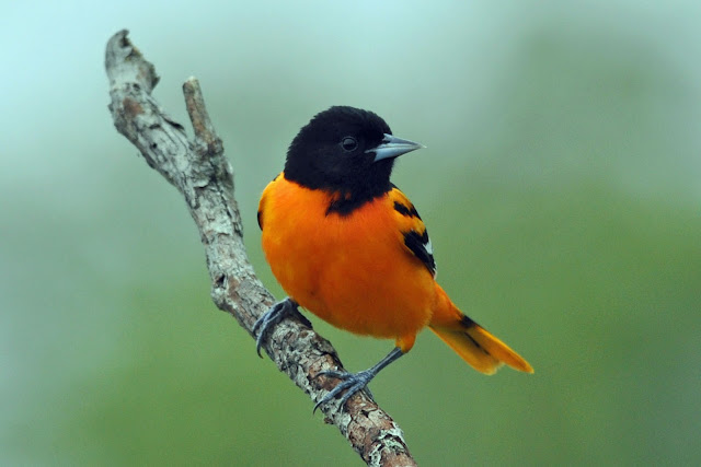 Baltimore Orioles Bird