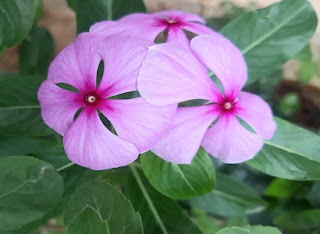 nithyapushpa flower