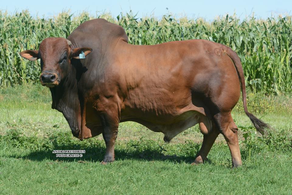 Ilmu Untuk Ternakan Ruminan: Baka-Baka Lembu