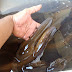 Ikan Sidat Hidup - (Available Eel - Anguilla Bicolor)