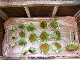 Drying 19 Sunflower Heads for Seeds in a Large Wicker Chest