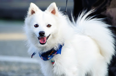 Japanese Spitz Dog Breed The Playful Fox Like All White Dog The Pets Dialogue