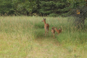 whitetail doe and fawns - 2014