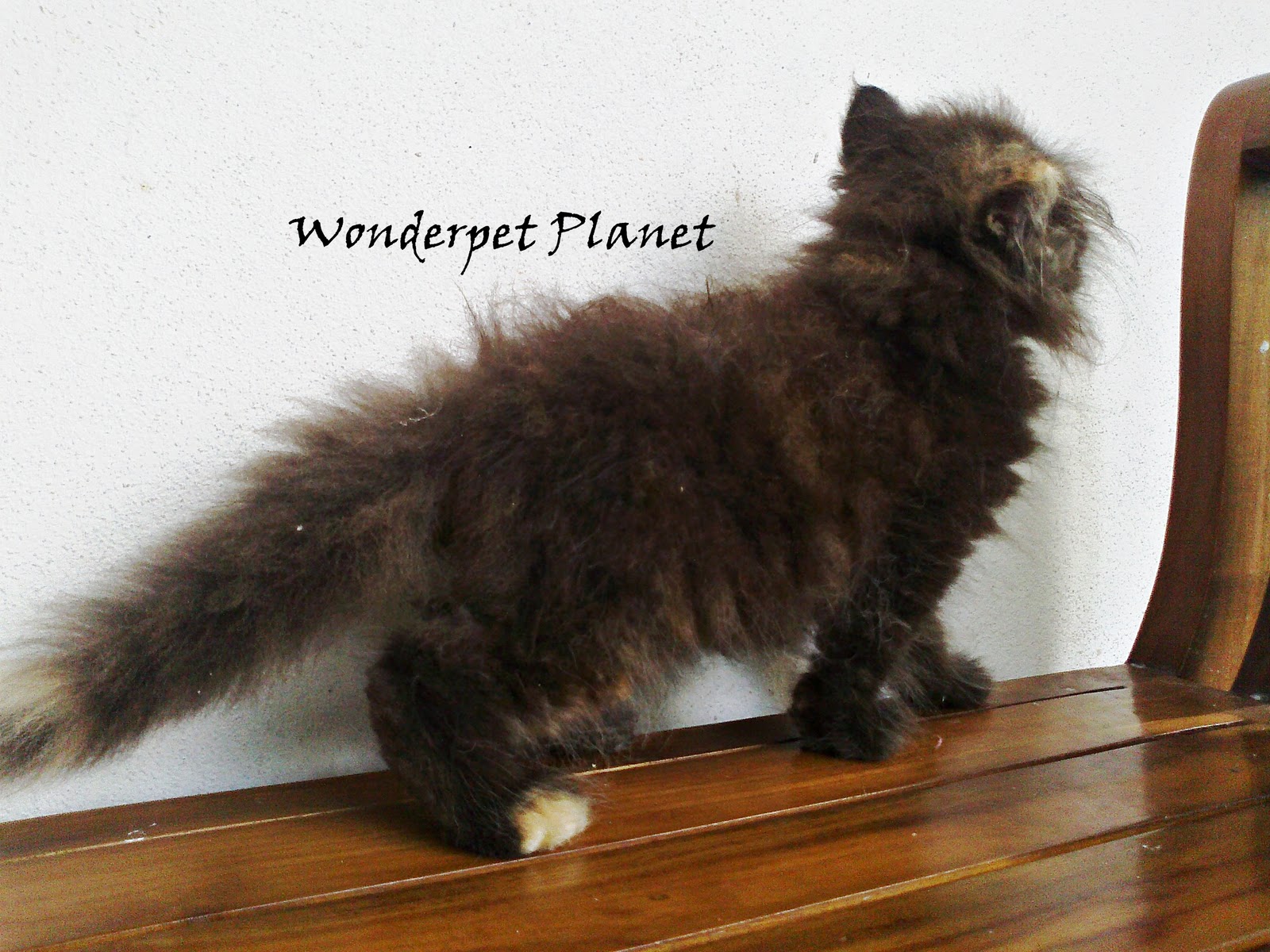 WONDERPET PLANET October 2011