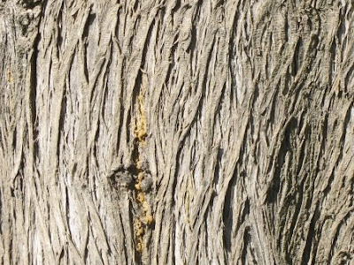 black cherry tree bark. The World´s Tree Species: