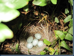 baby bird eggs 6-10-09