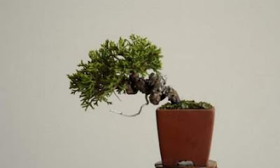 bonsai trees