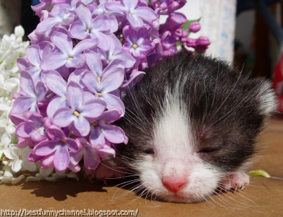 Cute sleeping kitty.