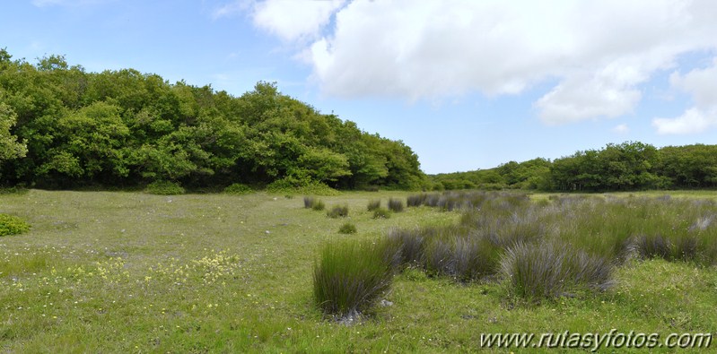 La última selva mediterránea