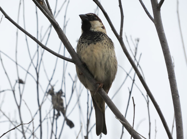 Spanish Sparrow - Golf Las Americas, Tenerife