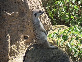 Meerkat at San Diego Zoo.