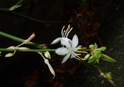 吊蘭的花序