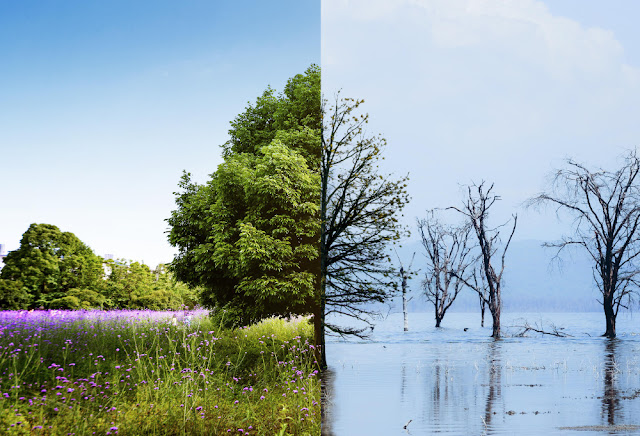 trees that are affected by Climate Change