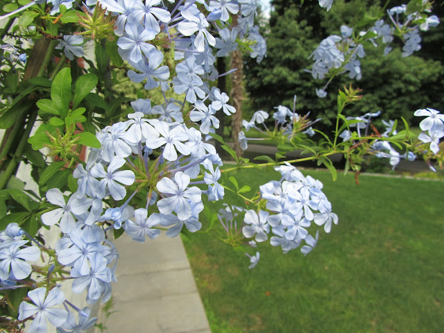 Plumbago auriculata